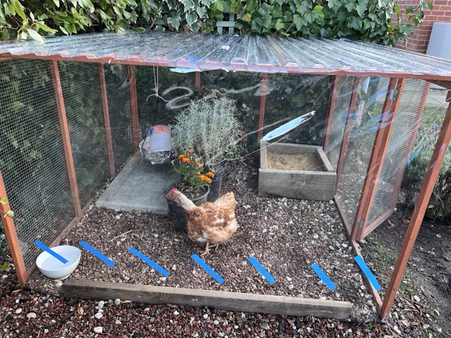 A photo of Wendy in the new coop, which is now also decorated with a few plants.