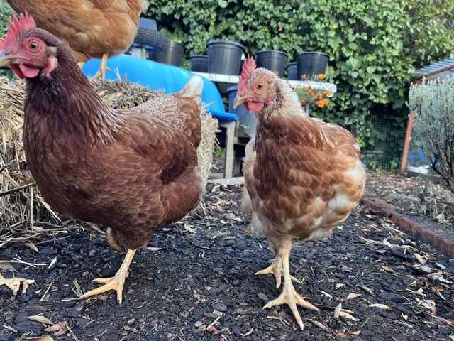 A photo of Wendy and Belinda from pretty low. Wendy's feathers are all ragged from her moult.