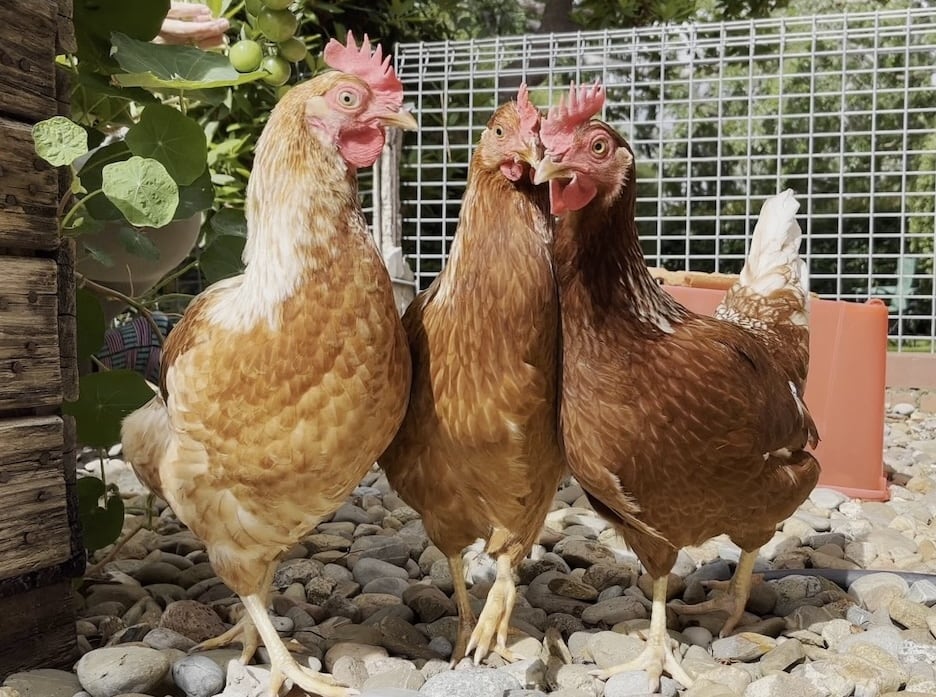 A photograph of the three ladies.