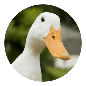 A photo of a duck, in a circle.
